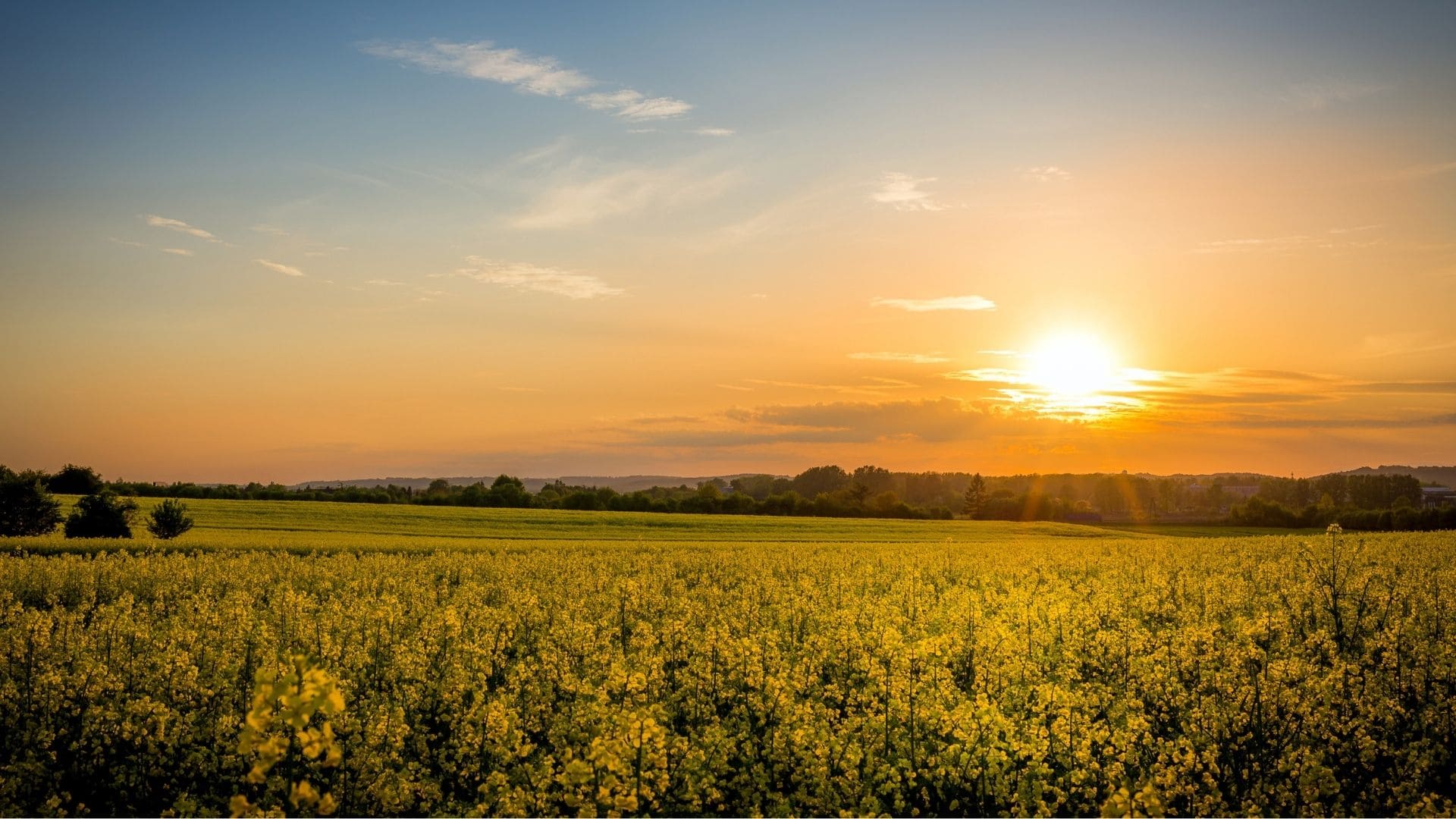 ripuntatore agricolo come funziona e come sceglierlo