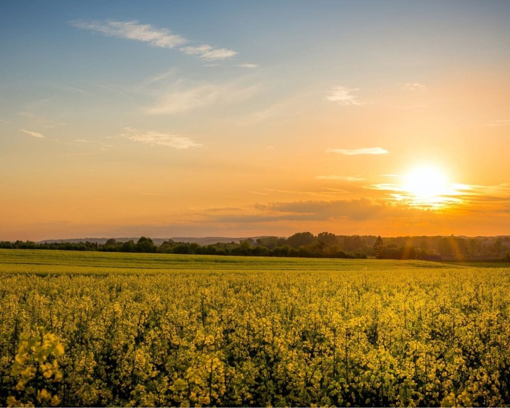 ripuntatore agricolo come funziona e come sceglierlo
